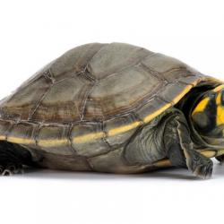 黄头侧颈龟具有哪些品种