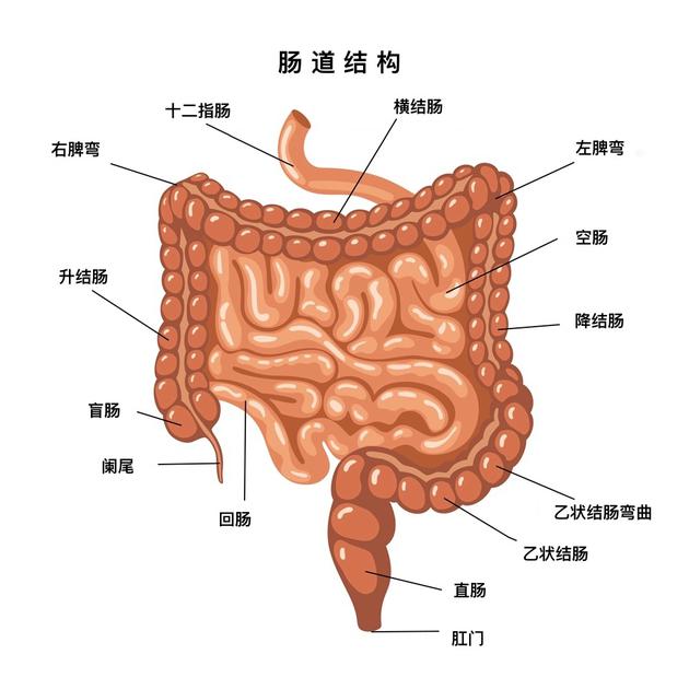肠道结构