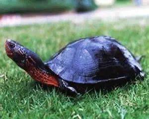 黑颈乌龟