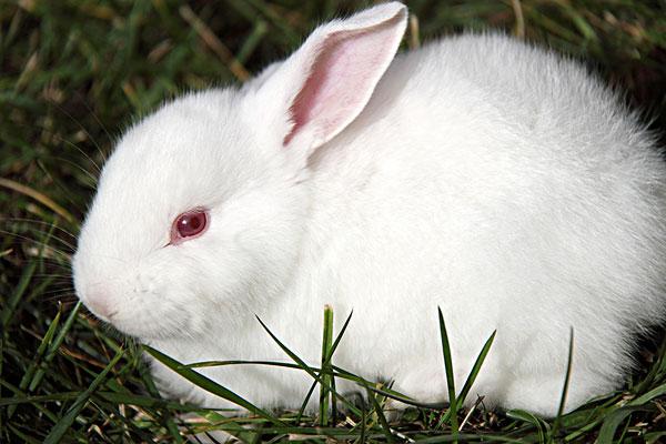 宠物小白兔