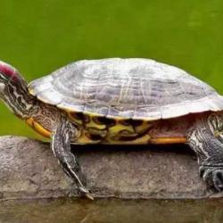 巴西红耳龟养护知识