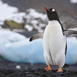 企鹅的特点及其生活习性