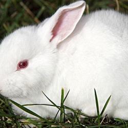 宠物小白兔要怎么养 小白兔饲养方法