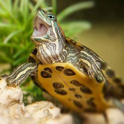 小乌龟的饲养方法及注意事项